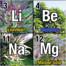 Periodic Table of Cannabis sample 1